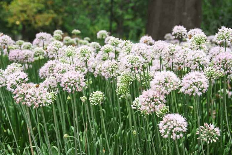 Portuguese allium