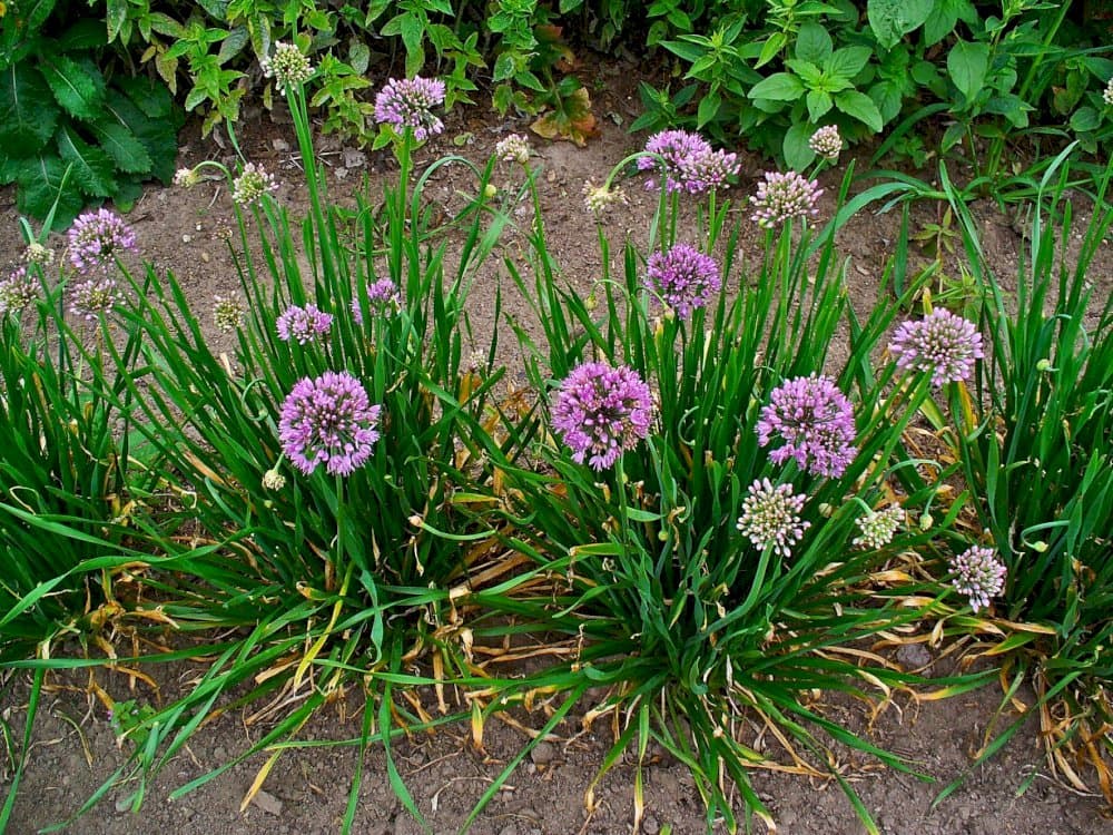 Portuguese allium