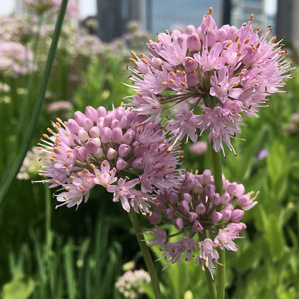 Portuguese allium