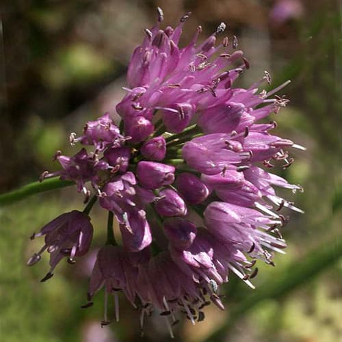 Portuguese allium