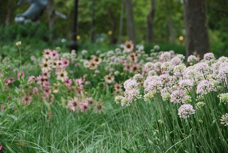 Portuguese allium