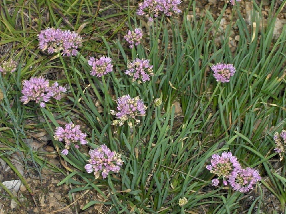 Portuguese allium