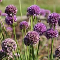 Portuguese allium