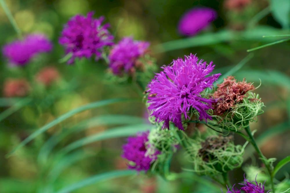 Arkansas Ironweed