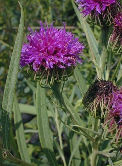 Arkansas Ironweed