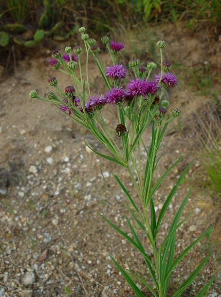 Arkansas Ironweed