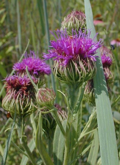 Arkansas Ironweed