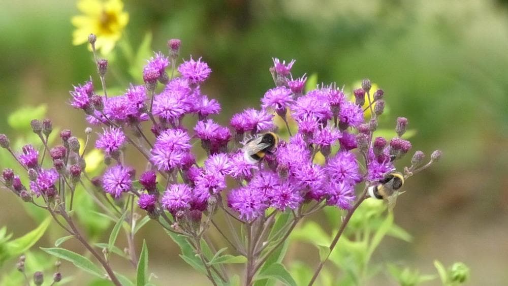 Arkansas Ironweed