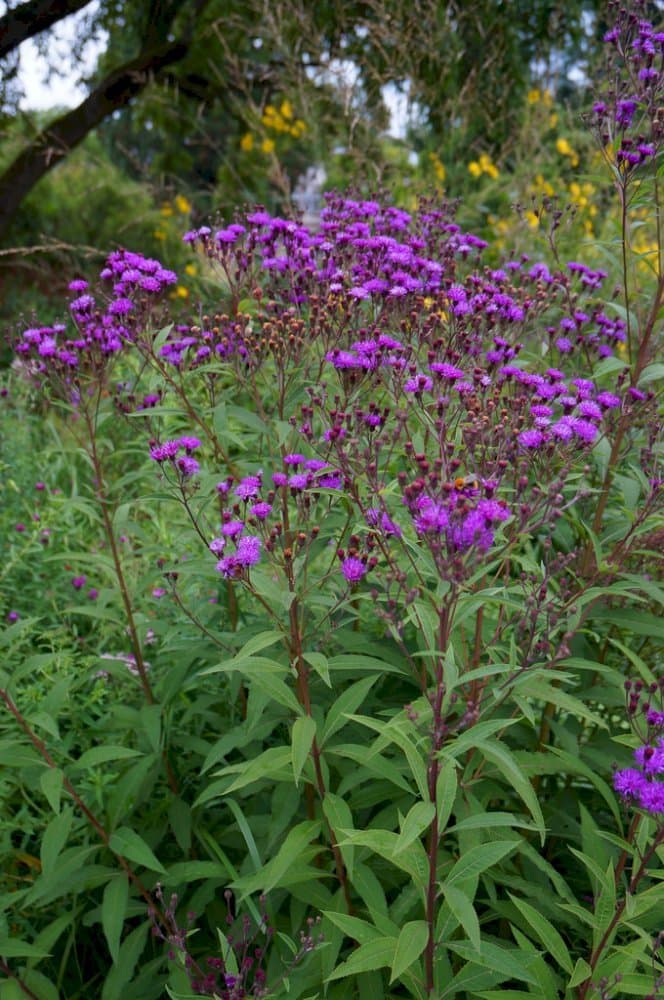 Arkansas Ironweed