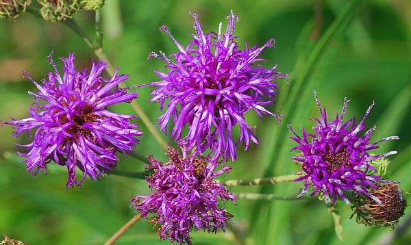 Arkansas Ironweed