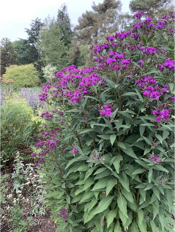 Arkansas Ironweed