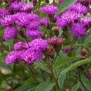 Arkansas Ironweed