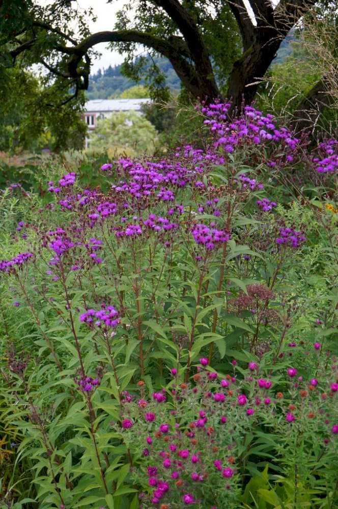 Arkansas Ironweed