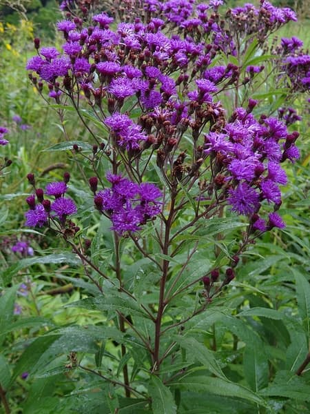 New York ironweed