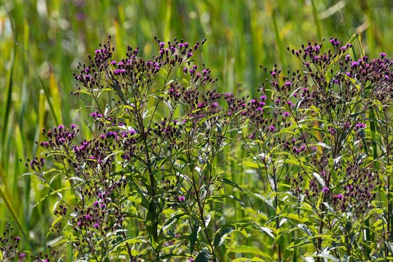 New York ironweed