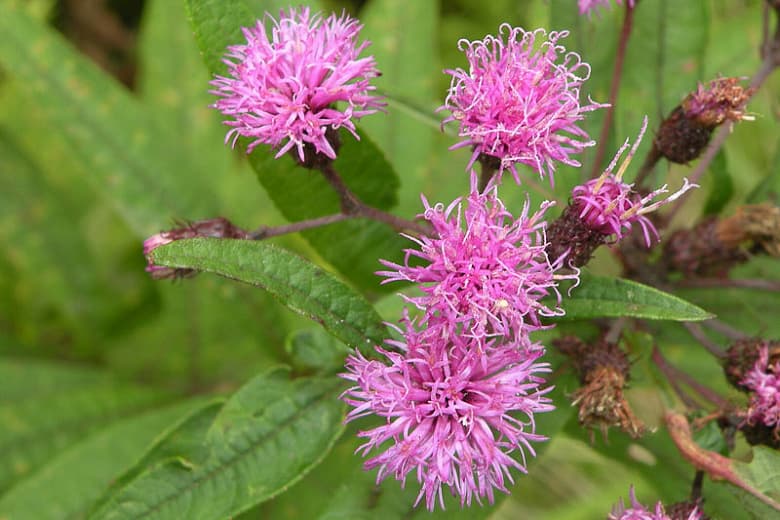 New York ironweed