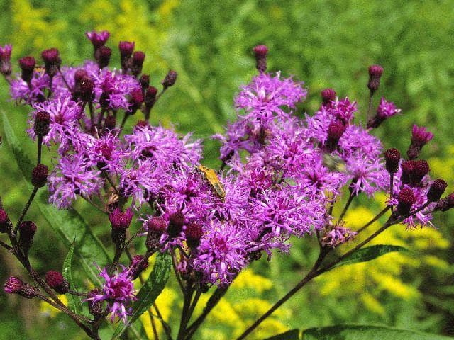 New York ironweed