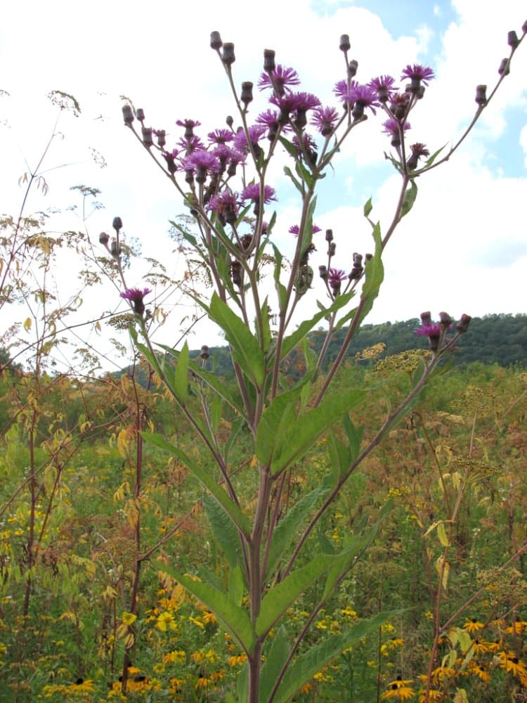 New York ironweed