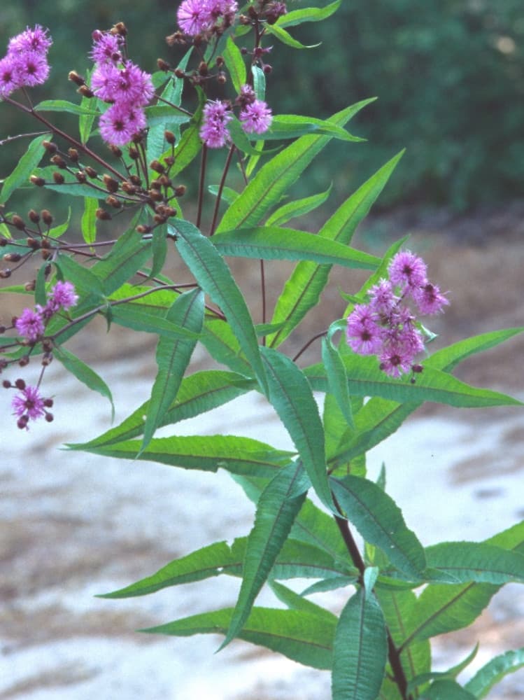 New York ironweed