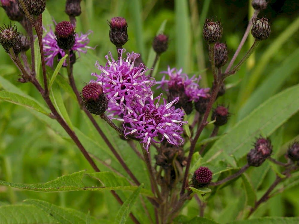 New York ironweed