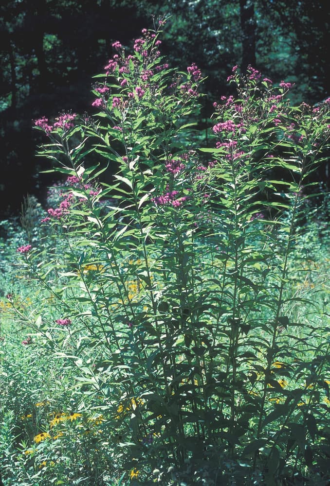 New York ironweed