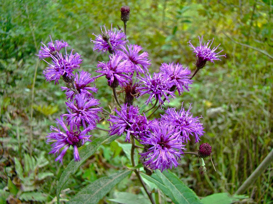 New York ironweed