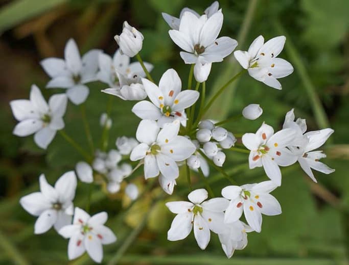 Neapolitan garlic Cowanii Group