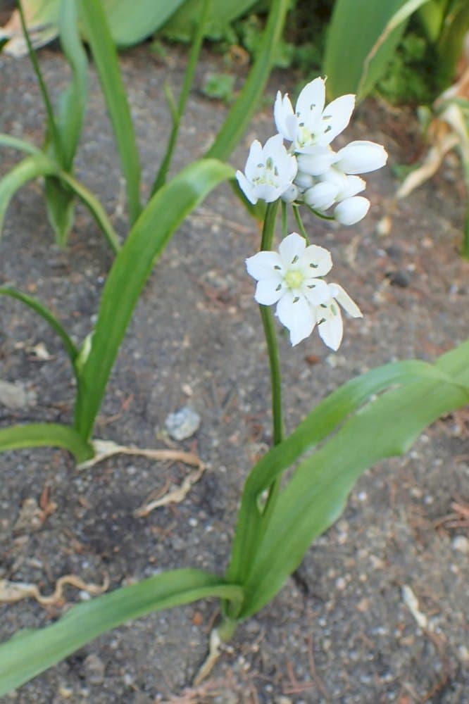 Neapolitan garlic Cowanii Group