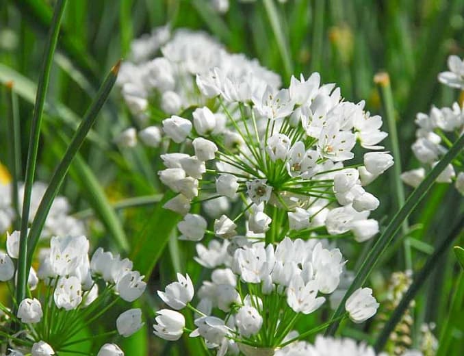 Neapolitan garlic Cowanii Group