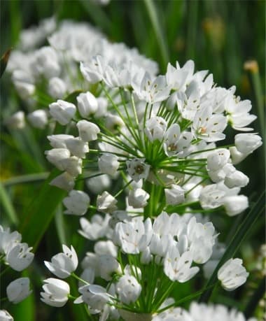 Neapolitan garlic Cowanii Group