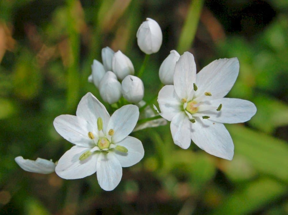 Neapolitan garlic Cowanii Group