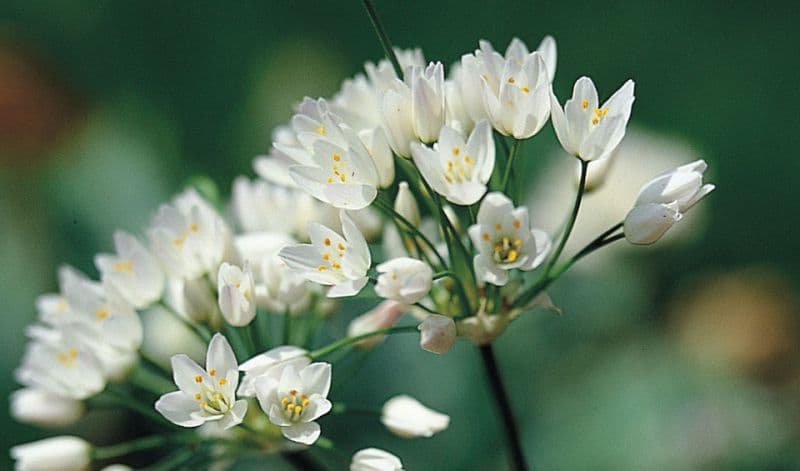 Neapolitan garlic Cowanii Group