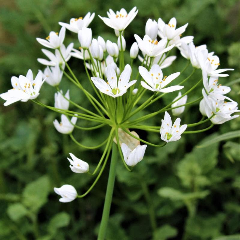 Neapolitan garlic Cowanii Group