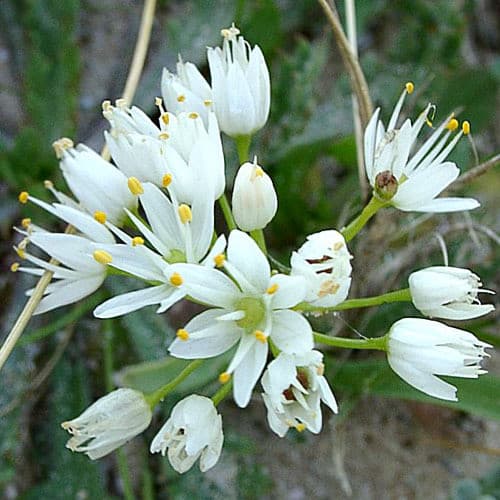 Neapolitan garlic Cowanii Group