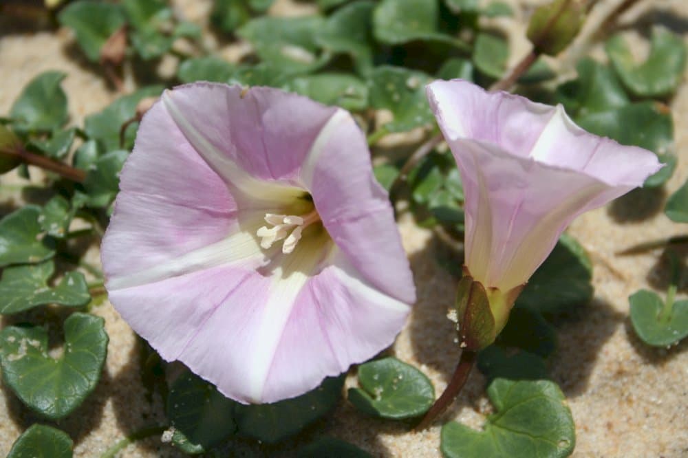 sea bindweed