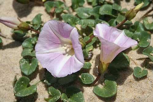 sea bindweed