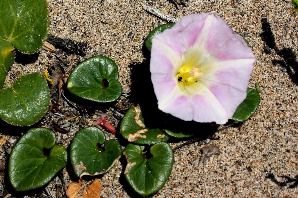 sea bindweed