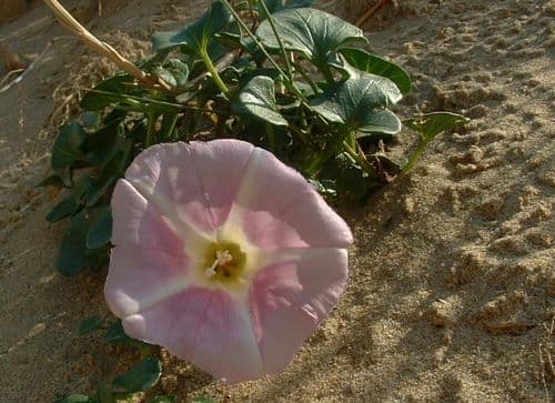 sea bindweed