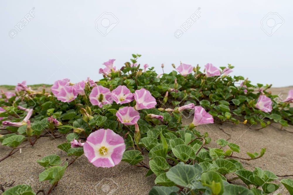 sea bindweed