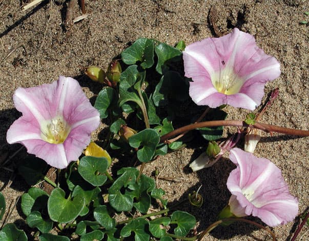 sea bindweed