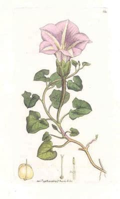 sea bindweed