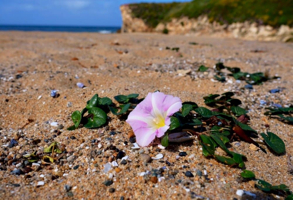 sea bindweed