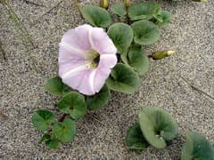 sea bindweed