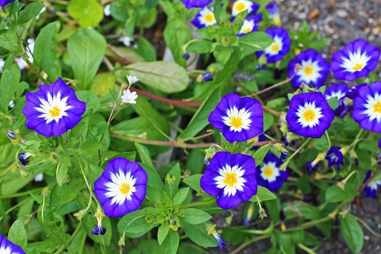 dwarf morning glory 'Blue Ensign'