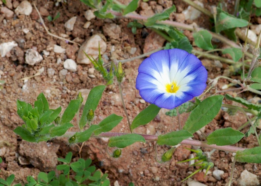 dwarf morning glory 'Blue Ensign'