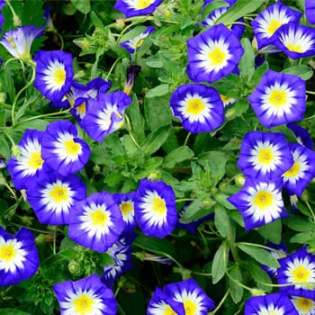 dwarf morning glory 'Blue Ensign'