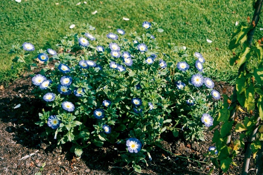 dwarf morning glory 'Blue Ensign'