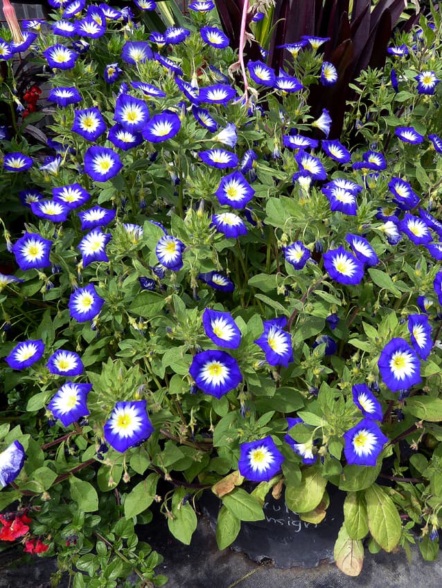 dwarf morning glory 'Blue Ensign'