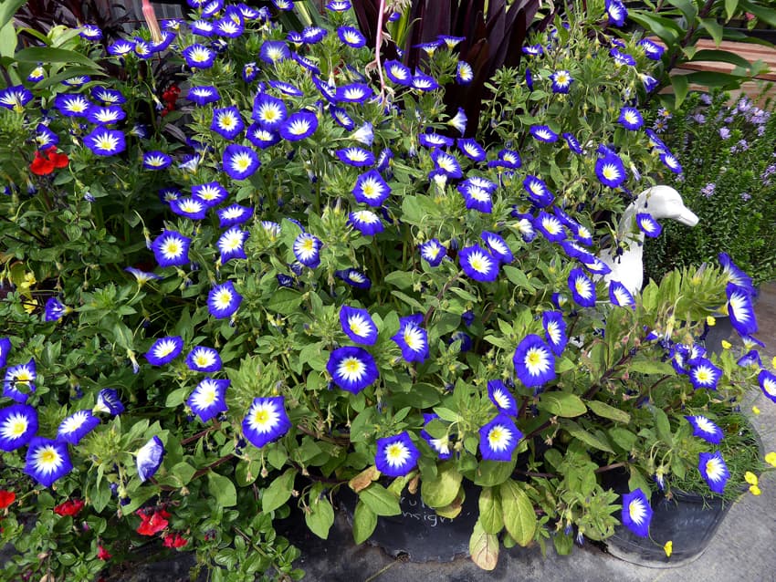 dwarf morning glory 'Blue Ensign'