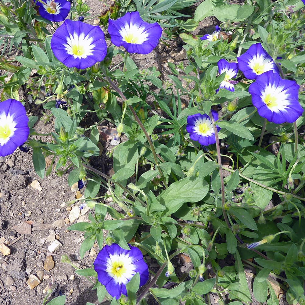 dwarf morning glory 'Blue Ensign'